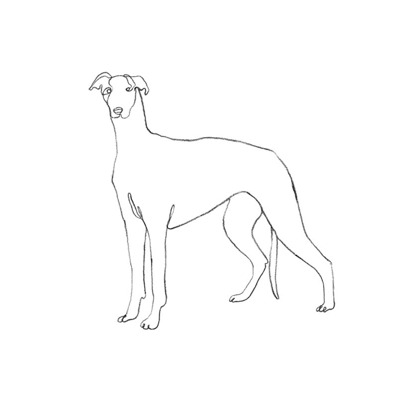 «Leilene Greyhound», reproduction de crayon sur toile par Emma Scarvey, H 36 po x l 36 po