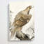 Eagle On A Tree Branch by Pierre-Joseph Redoute - Wrapped Canvas Painting-55342549
