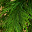 Sapin de Noël-972129110