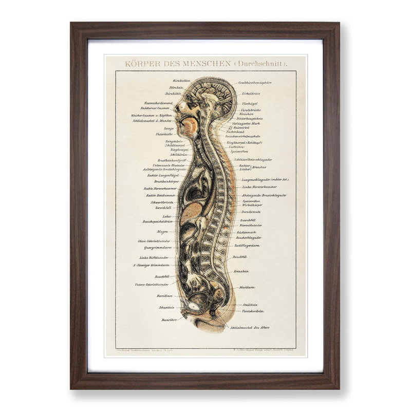 Anatomy Chart in German - Framed Print, Walnut Framed, 36cm H x 27cm W x 2cm D