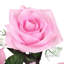 Rosier artificiel ouvert-577452965