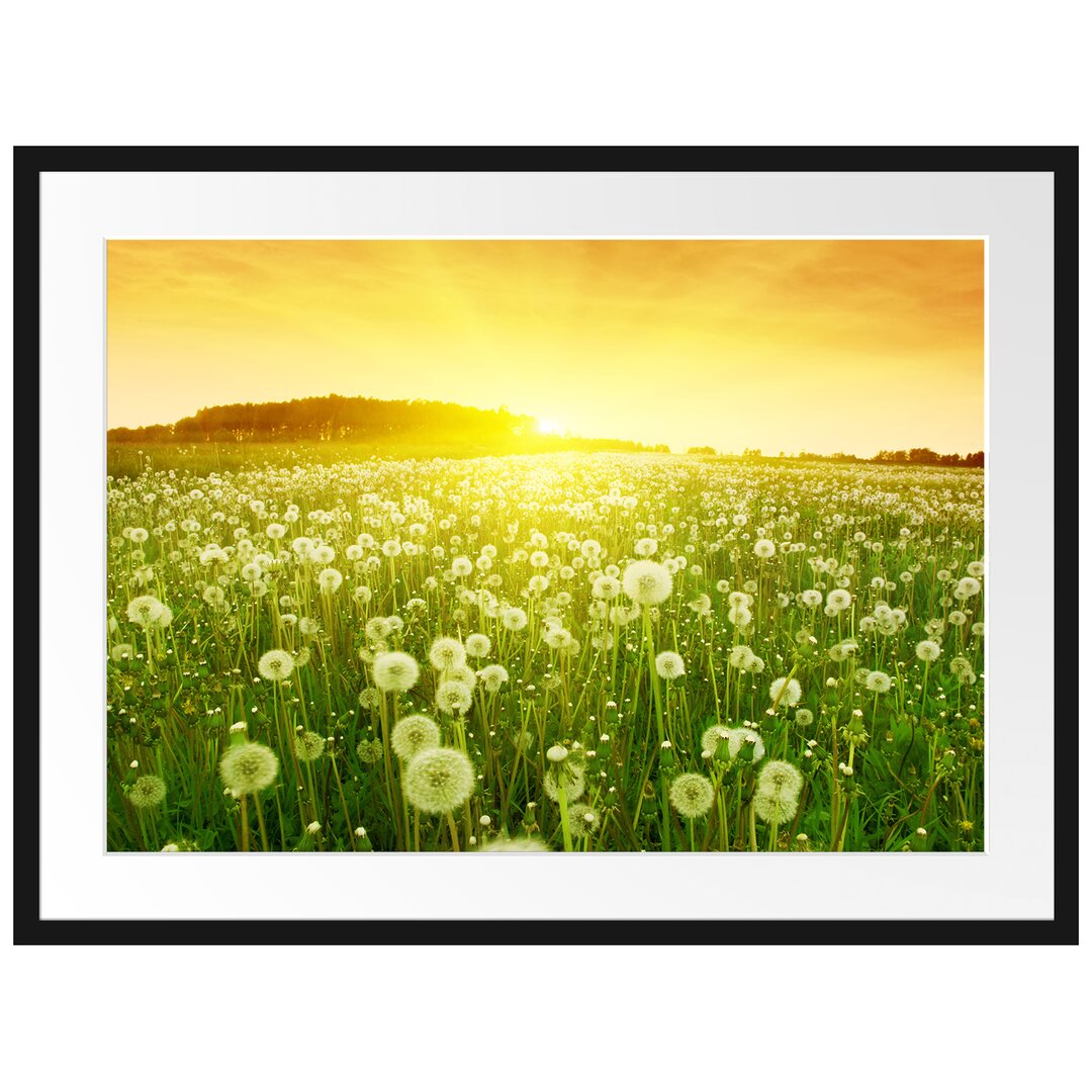 Gerahmtes Poster Pusteblumen Sonnenuntergang