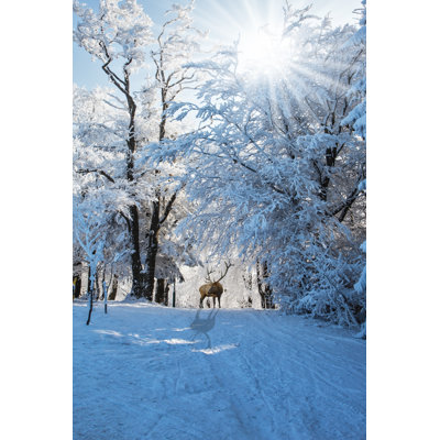 Farish Red Deer - Wrapped Canvas Print