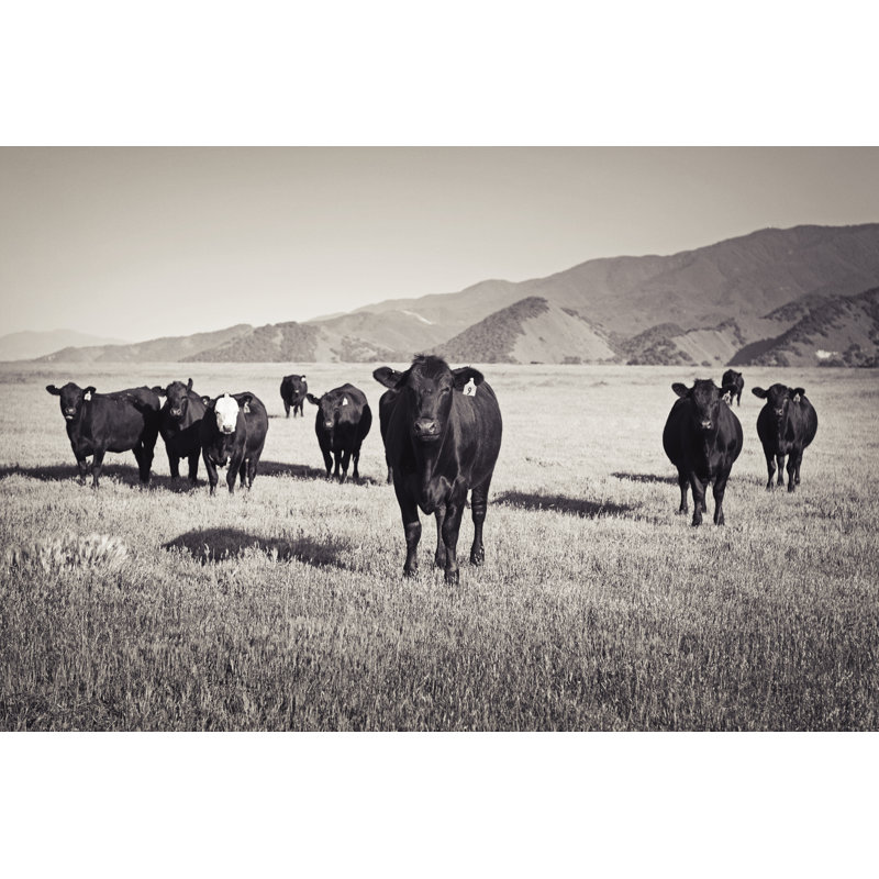 Vaches dans un champ sépia par Bigdaddyrockstar, H 24 po x l 36 po