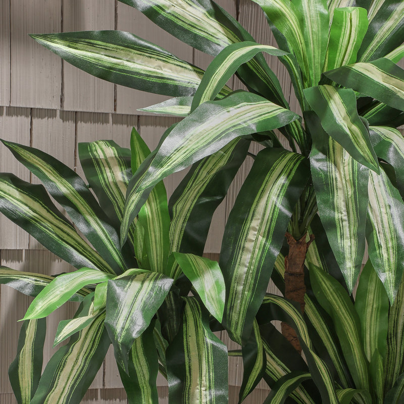 Arbre Dracaena Marginata en pot 6 pi UV
