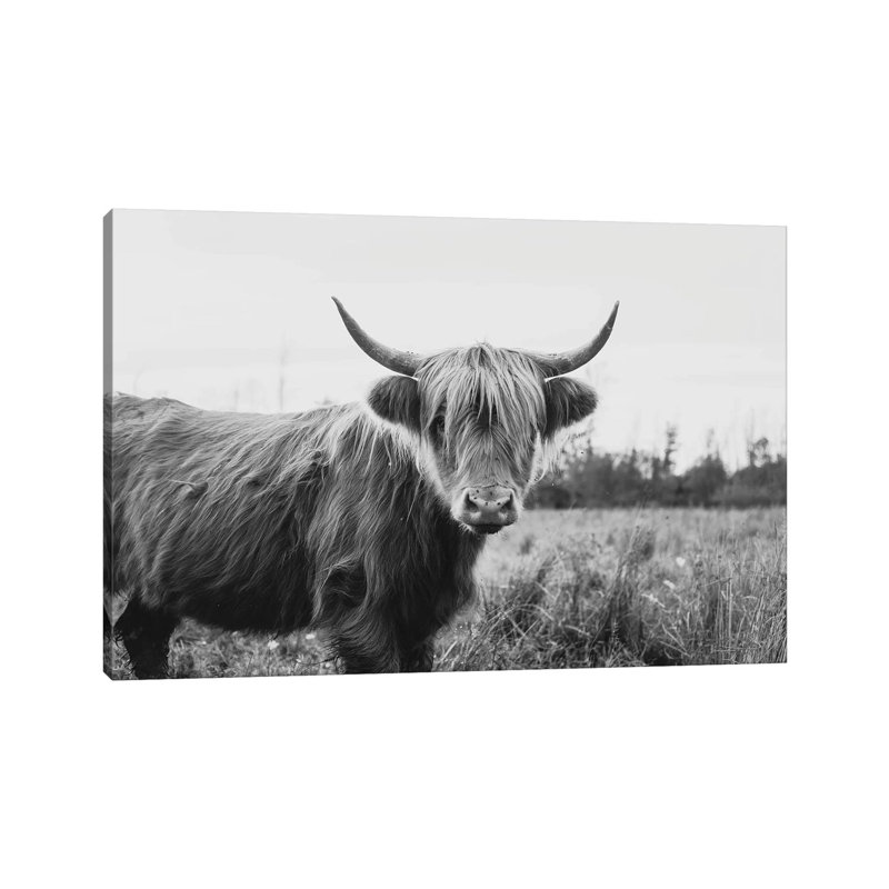 Furry Highland Cow Black And White by Chelsea Victoria - Wrapped Canvas Print, 20.32 cm H x 30.48 cm W
