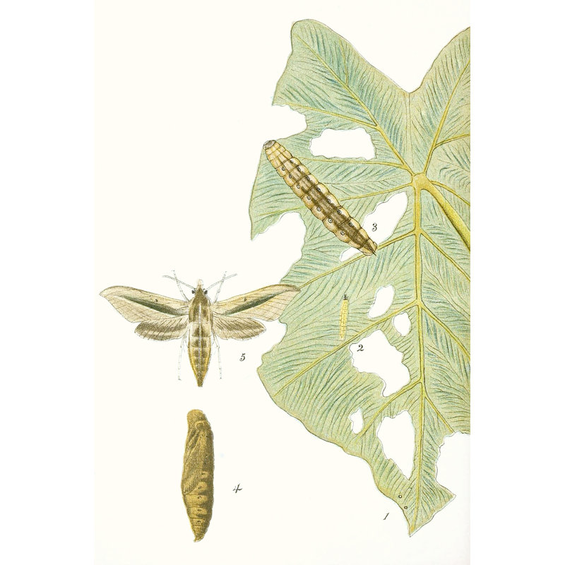 Antique Butterflies And Leaves I by Vision Studio - Wrapped Canvas Print, 46cm H x 30cm W
