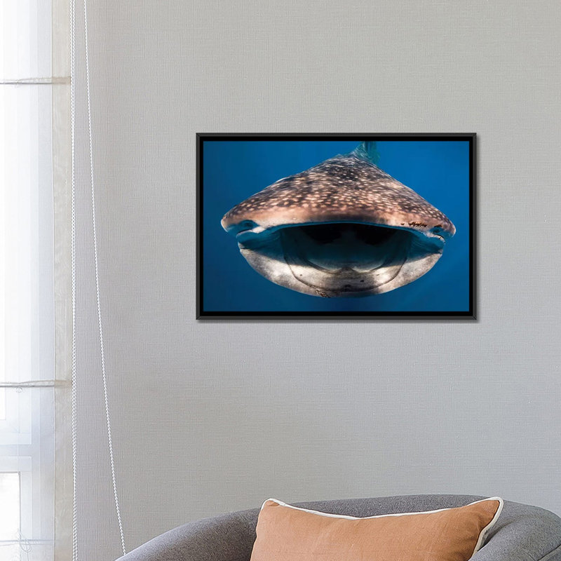 " Whale Shark In Isla Mujeres, Mexico I " by Jennifer Idol, 18" H x 26" W x 1.5" D, Black Framed Canvas, No Mat