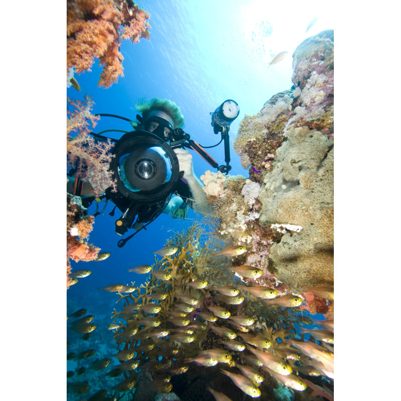 Photographe sous-marin - Photographie sur toile tendue, L 12 po x H 18 po x P 1,25 po