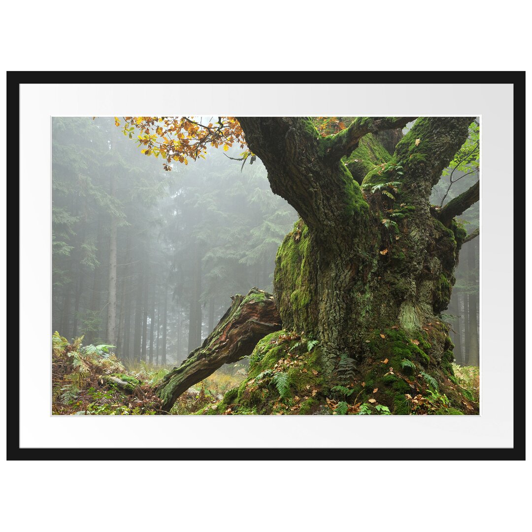 Gerahmtes Poster Dicker Baum im Wald im Moos