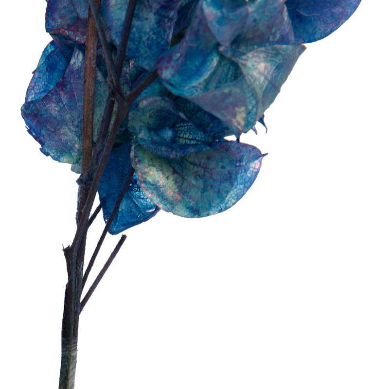 Preserved Cara Blossom Arrangement, Navy