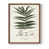 Brun