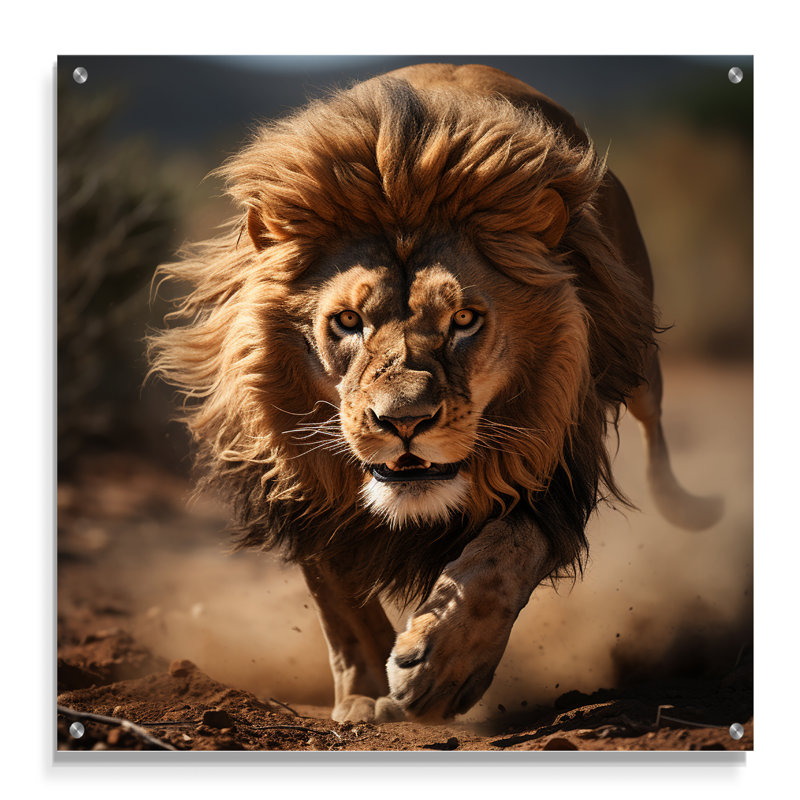 Lion africain qui court - décoration murale acrylique Lion, H 30 po x l 30 po