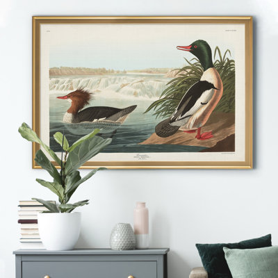 " Goosander Duck "