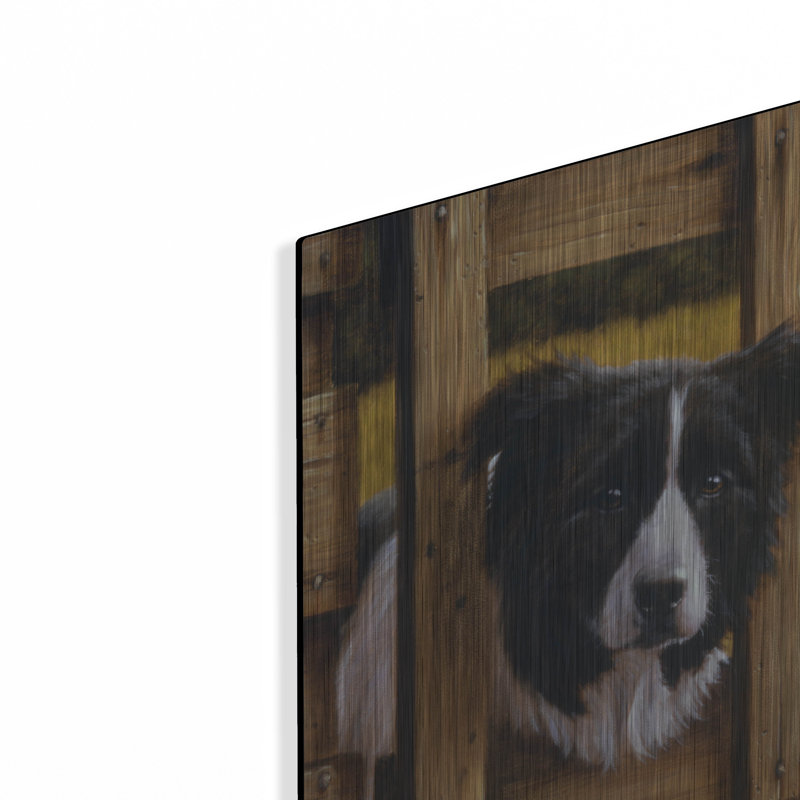 " Border Collie Exploring " by John Silver