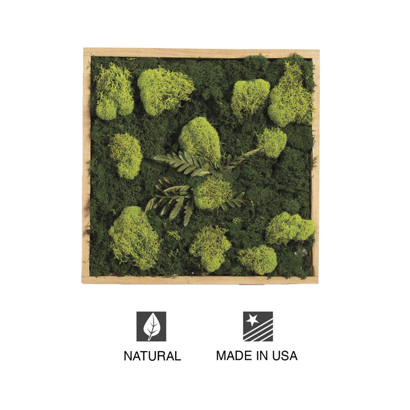 Moss Plant in Wood Freestanding