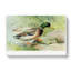 Mallard Duck by J.L. Ridgway - Wrapped Canvas-55362891