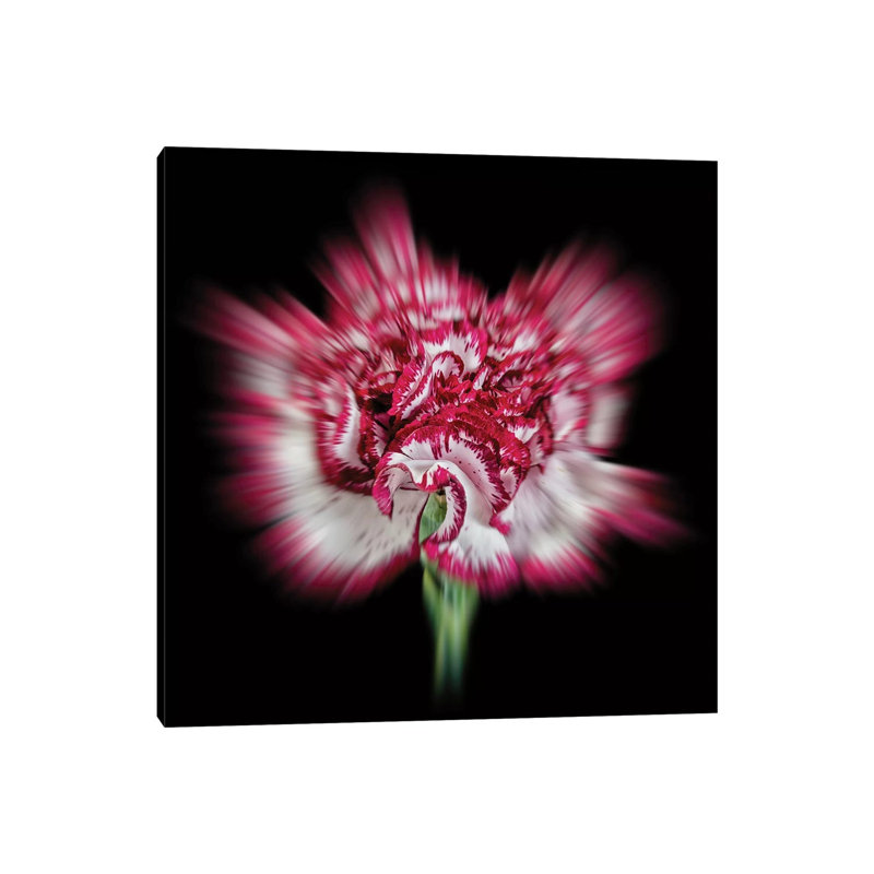 Pink Daisy Flower by Glauco Meneghelli - Wrapped Canvas Print, 93.98 cm H x 93.98 cm W