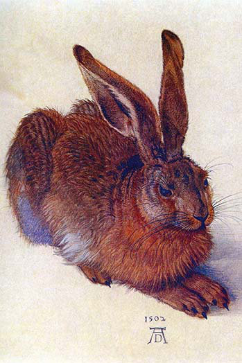 « field lièvre » par albrecht durer, impression