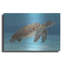 «Ocean Sea Turtle I» par Tim O'Toole, art mural en métal-84104708