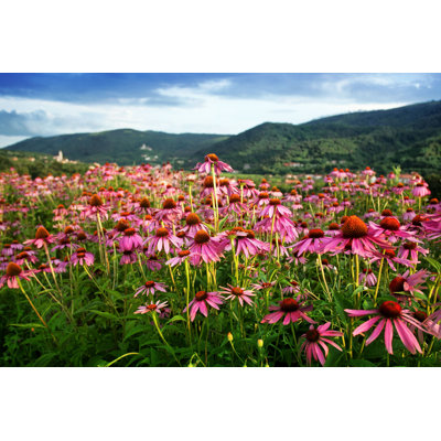 " Echinacea Flower Field "