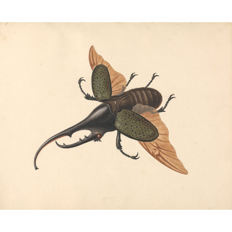 Hercules Beetle (ca. 1758)