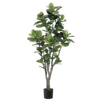 6'fiddle Lf.fig Tr(pu/trk)(p)