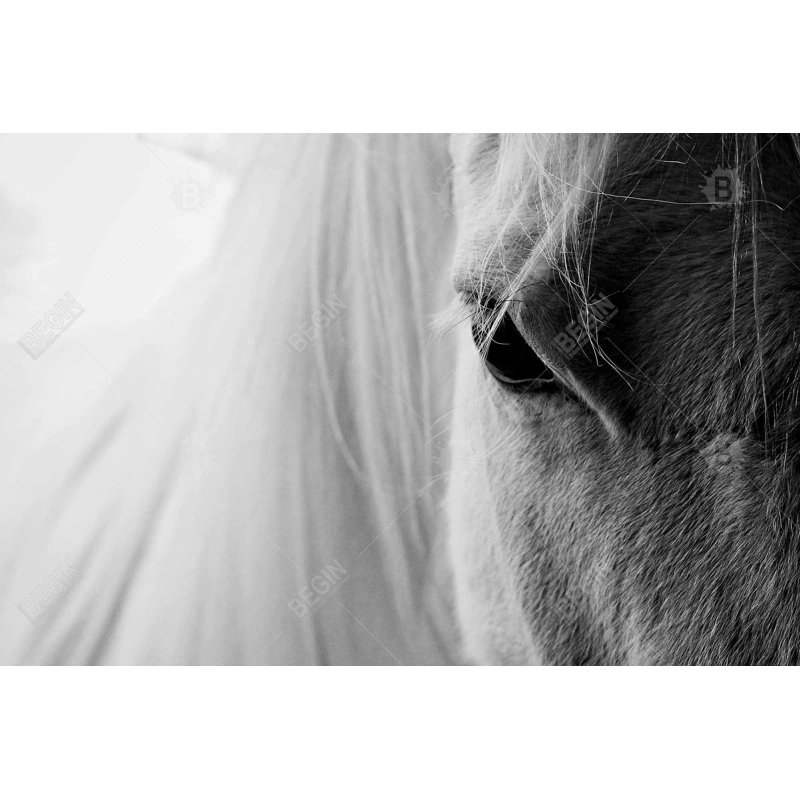 The white horse eye Bath Mat with Non-Slip Backing - Quick Dry Memory Foam Bathroom Rug - Absorbent - Modern Plush Spa-Style - Machine Washable