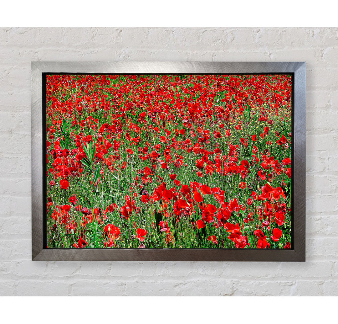 Gerahmtes Leinwandbild Red Poppy Field