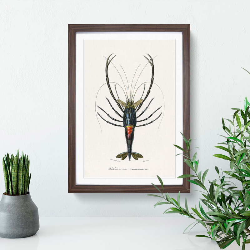 Crimson Crawfish Illustration by Charles D' Orbigny - Picture Frame Painting Print, 48cm H x 36cm W x 2cm D, Walnut Framed