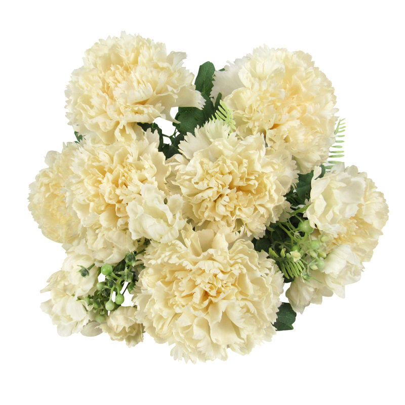 Oeillet, Blanc crème