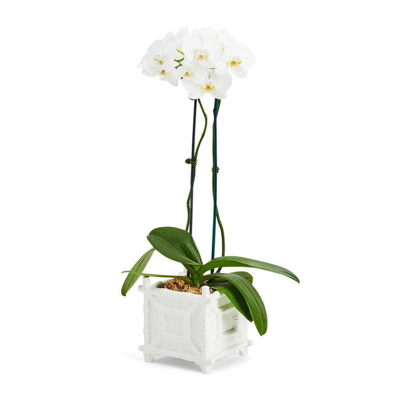 Cache-pot en faux bambou