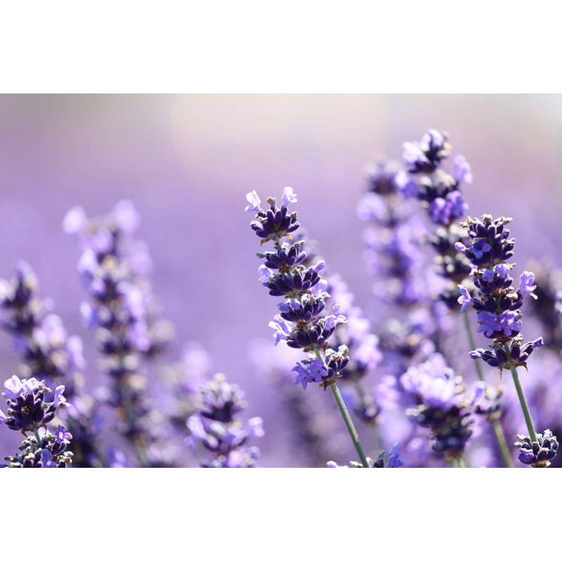 Delicate Lavender flowers. Close-up 600392196, 81cm H x 122cm W
