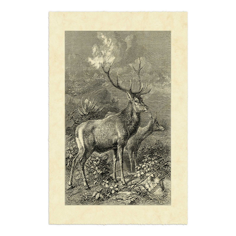 «Vintage Roe Deer II» par Frederic Specht, reproduction d'art sur toile tendue, H 18 po x l 12 po x P 1,25 po