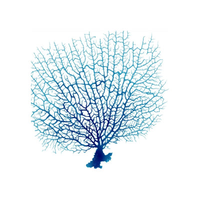 «Blue Seafan Coral IV» par Sofia Fox - impression