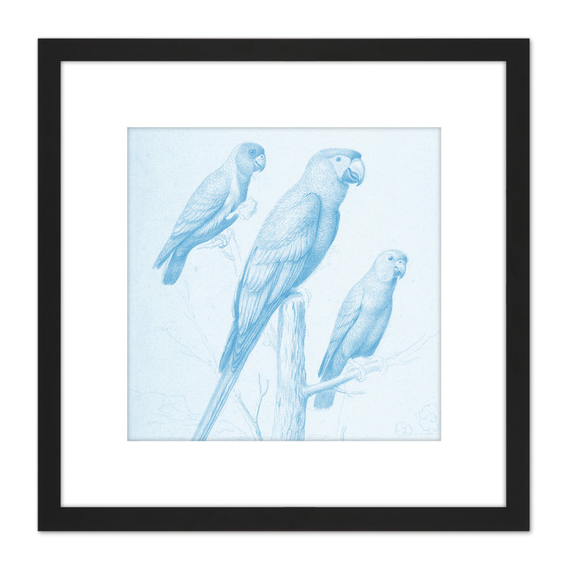 Robert Three Parrots Drawing - Single Picture Frame Print