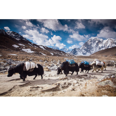 Yaks on Himalayas par Miljko