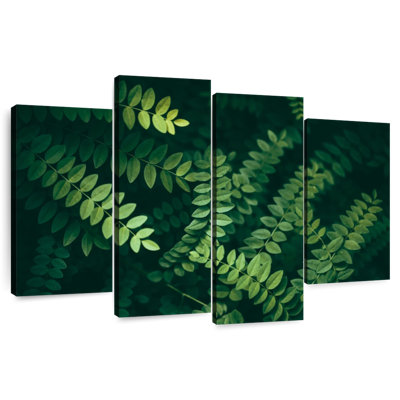 Acacia Tree Leaves