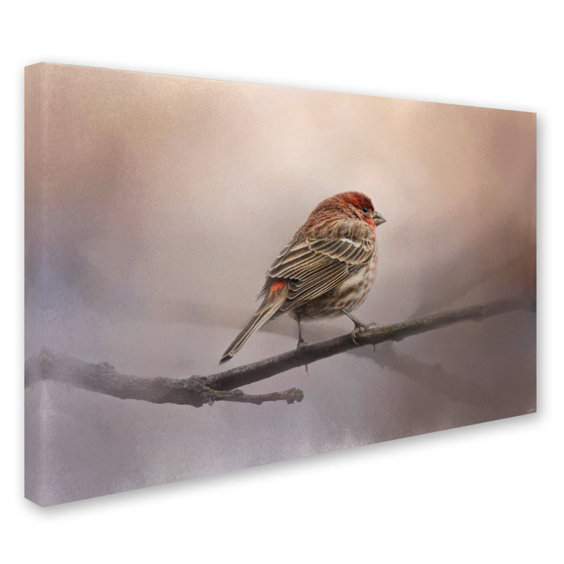 «House Finch in Jan», impression sur toile tendue Vidur, H 12 po x l 19 po
