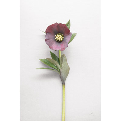 Hellebore Study VI