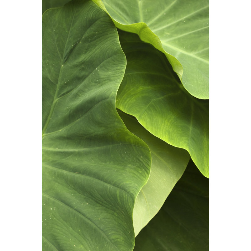 Eddyville Taro Leaves On Canvas par Elle photograph, H 18 po x l 12 po
