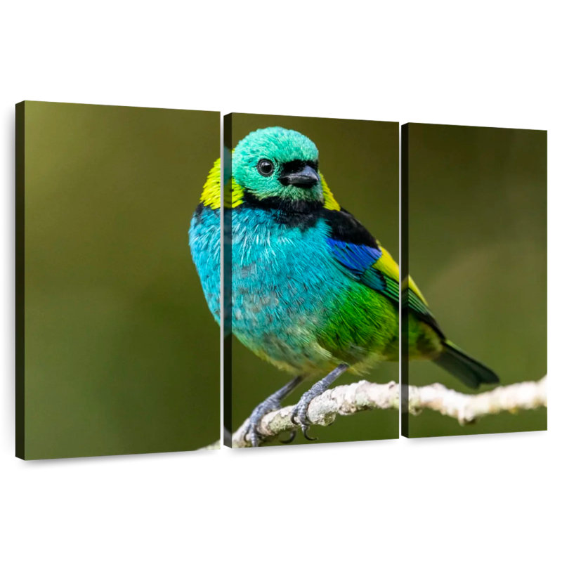 Brampt Green Headed Tanager, 36" H x 57" W