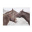 The Nuzzle Print by Chris Dunker-26772181-26772186