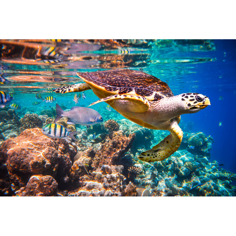 Hawksbill Turtle - Eretmochelys Imbricata by Cookelma - Wrapped Canvas Print, 30cm H x 46cm W x 3.8cm D