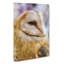 Barn Owl Vol.4 - Wrapped Canvas Print-61876182