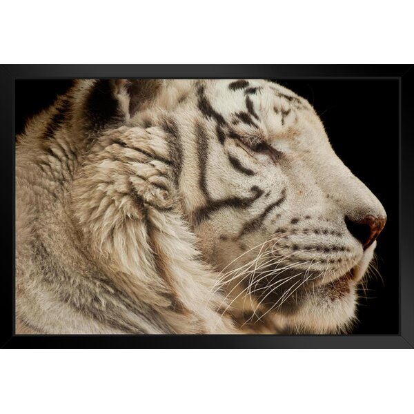 Latitude Run® White Tiger Close Up Photo Photograph Tiger Art Print ...