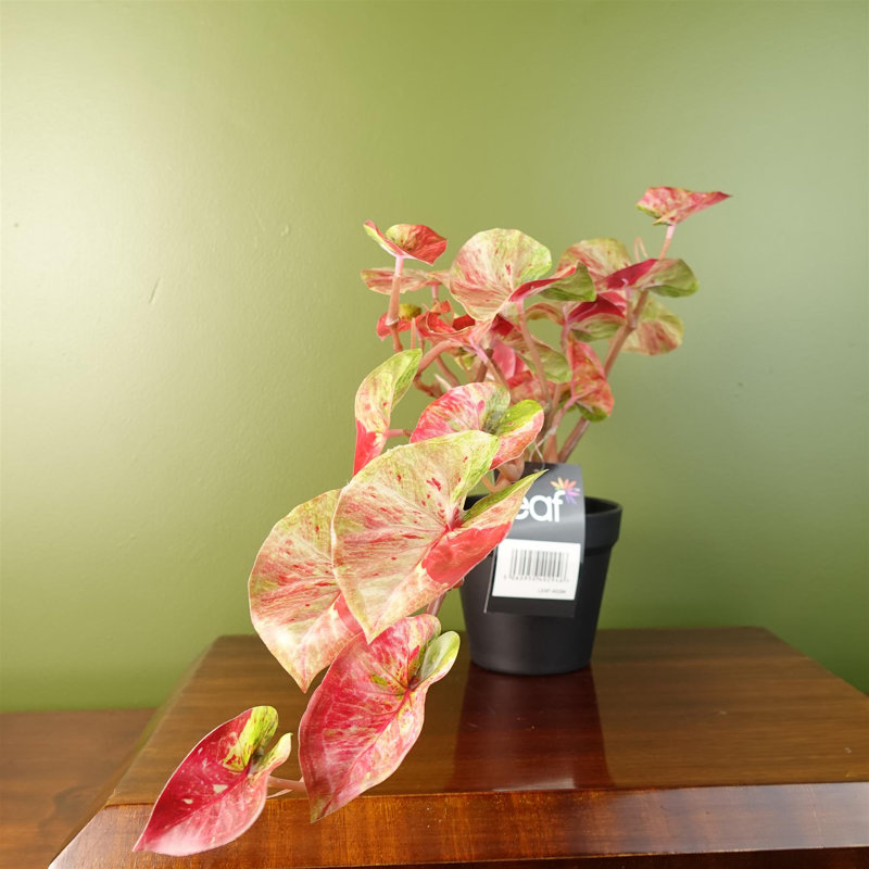 Artificial Foliage Plant in Pot, 35cm H X 40cm  W X 30cm D