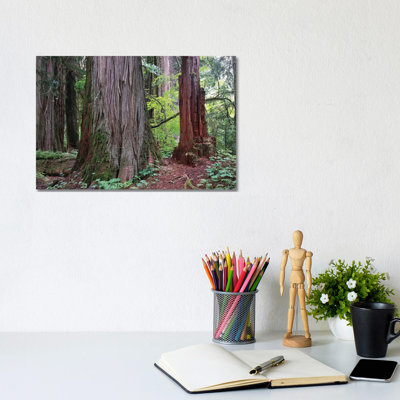 Western Red Cedar Grove Of The Patriarchs by Tim Fitzharris - Wrapped Canvas Print