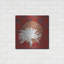 «Morning Chrysanthemum IV» par Kathrine Lovell, art mural en métal, 24 po x 24 po-1848307932