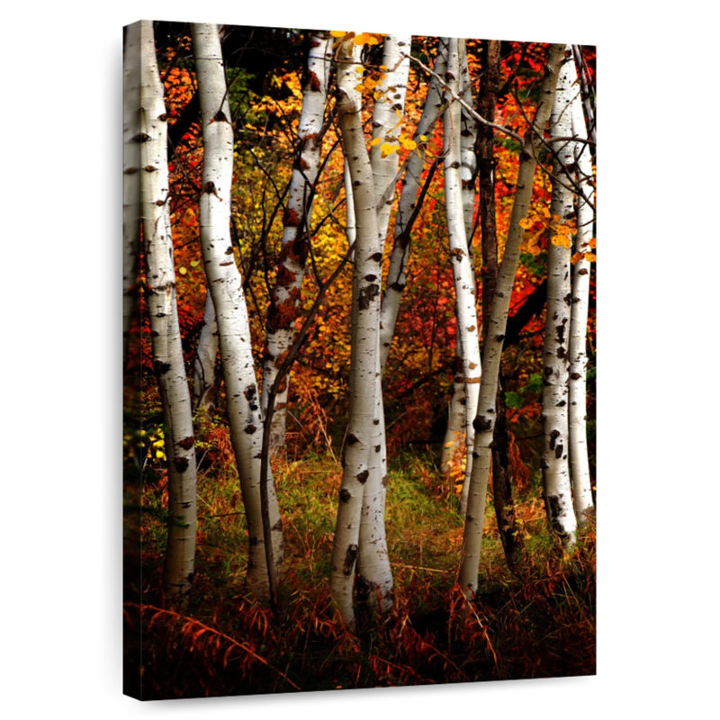 Harnek Paper Birch, 51" H x 34" W